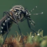 World Mosquito Day Wishes