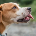 Dog Licking Behavior Decoded